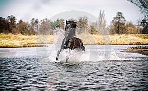 Andalusian stallion. Pura Raza Espanola reproducer photo