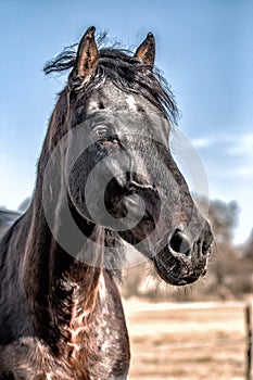 Andaluz semental. 