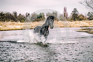 Andalusian stallion. Pura Raza Espanola reproducer photo