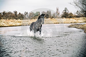 Andalusian stallion. Pura Raza Espanola reproducer photo