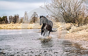 Andalusian stallion. Pura Raza Espanola reproducer photo