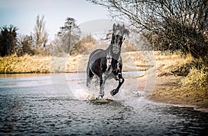 Andalusian stallion. Pura Raza Espanola reproducer photo