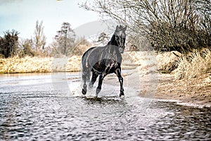 Andalusian stallion. Pura Raza Espanola reproducer photo