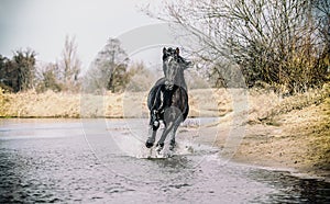 Andalusian stallion. Pura Raza Espanola reproducer photo