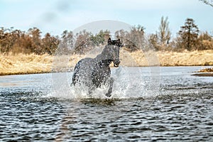 Andalusian stallion. Pura Raza Espanola reproducer photo