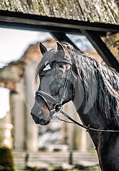 Andalusian stallion. Pura Raza Espanola reproducer photo