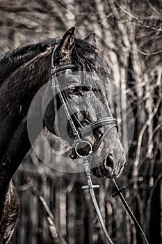 Andalusian stallion. Pura Raza Espanola reproducer photo