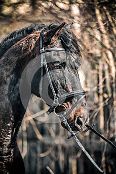 Andalusian stallion. Pura Raza Espanola reproducer photo