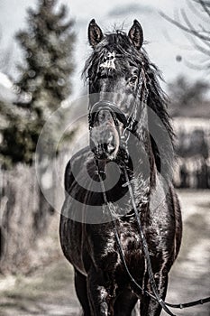 Andalusian stallion. Pura Raza Espanola reproducer photo