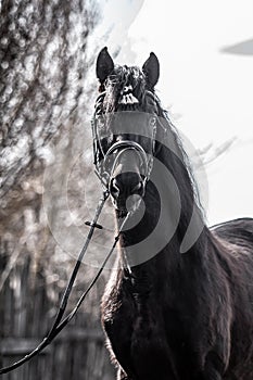 Andalusian stallion. Pura Raza Espanola reproducer photo