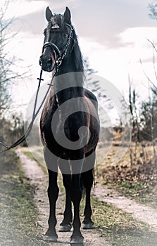 Andalusian stallion. Pura Raza Espanola reproducer photo