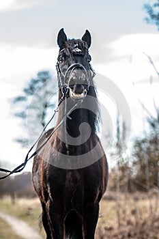 Andalusian stallion. Pura Raza Espanola reproducer photo