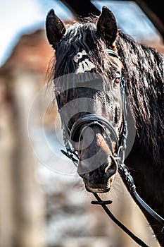 Andalusian stallion. Pura Raza Espanola reproducer photo