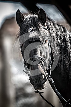 Andalusian stallion. Pura Raza Espanola reproducer photo