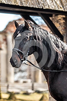 Andalusian stallion. Pura Raza Espanola reproducer photo