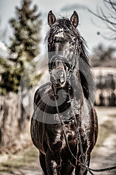 Andaluz semental.  