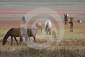 Andalusian Wild-horses