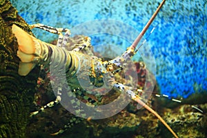 Andaman lobster