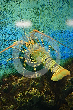 Andaman lobster