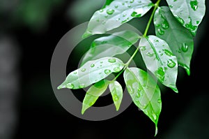 Andaman Satinwood, China Box Tree or Chinese Box wood or Orange Jessamine or rutaceae or Murraya paniculata and rain droplet