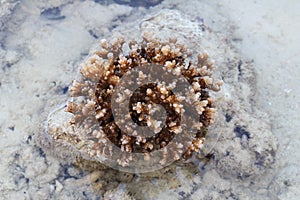 Andaman sea at low tide,Coral,Asia, Thailand,blurry