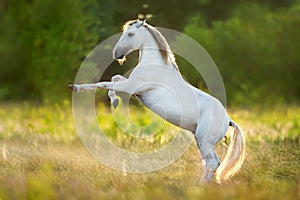 Andausian stallion rearing up