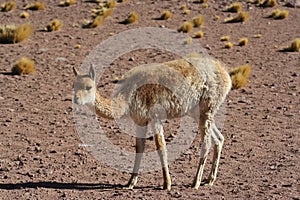 Andean animal Vicuna