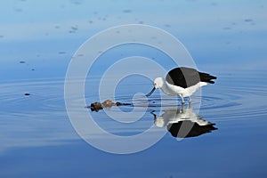 Andean avocet bird at Atacama desert