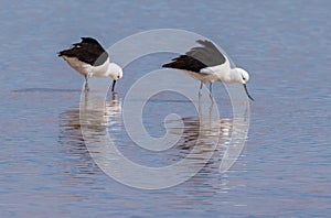 Andean avocet (Recurvirostra andina) in Laguna Cejar, Atacama desert, Chile