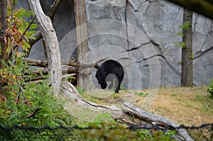 An Andean bear