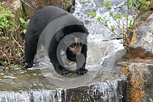 Andean bear photo