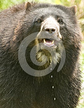 Andean Bear photo