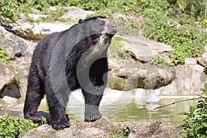 Andean bear