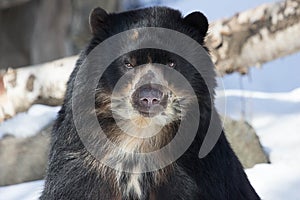 Andean Bear