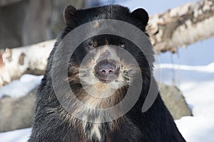 Andean Bear photo