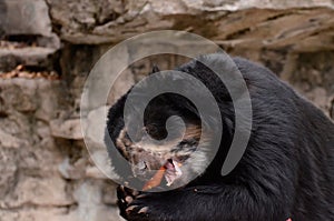 Andean bear and carrot photo