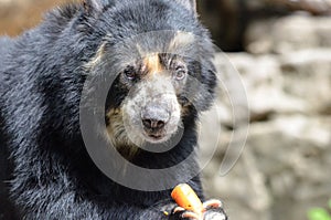 Andean bear and carrot photo