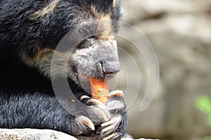 Andean bear and carrot2 photo