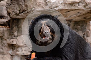 Andean bear photo