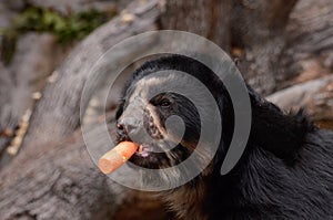 Andean bear and carrot3 photo