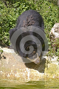 Andean bear near pond photo