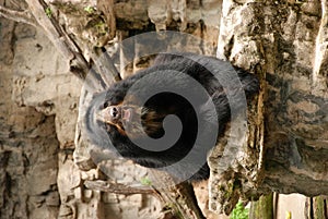 Andean bear on rock photo