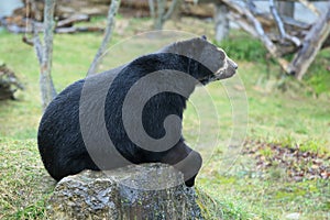 Andean Bear photo