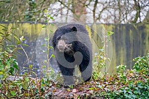 Andean bear Tremarctos ornatus