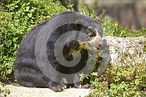 Andean bear seated photo