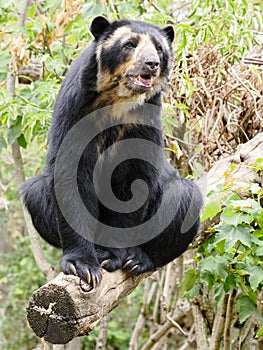 Andean bear sitting on a tree branch photo