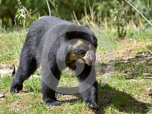 Andean bear walking on grass photo