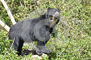 Andean bear photo