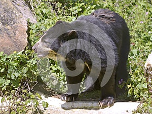 Andean bear among vegetation photo