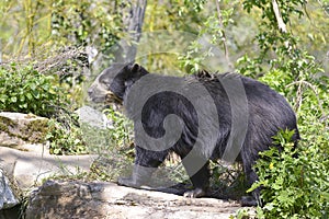 Andean bear walking photo